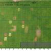 Preemergent injury to established kikuyugrass - 10 days after application