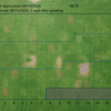 Preemergent injury to established kikuyugrass - 2 to 18 days after application